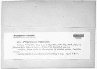 Phragmidium potentillae image